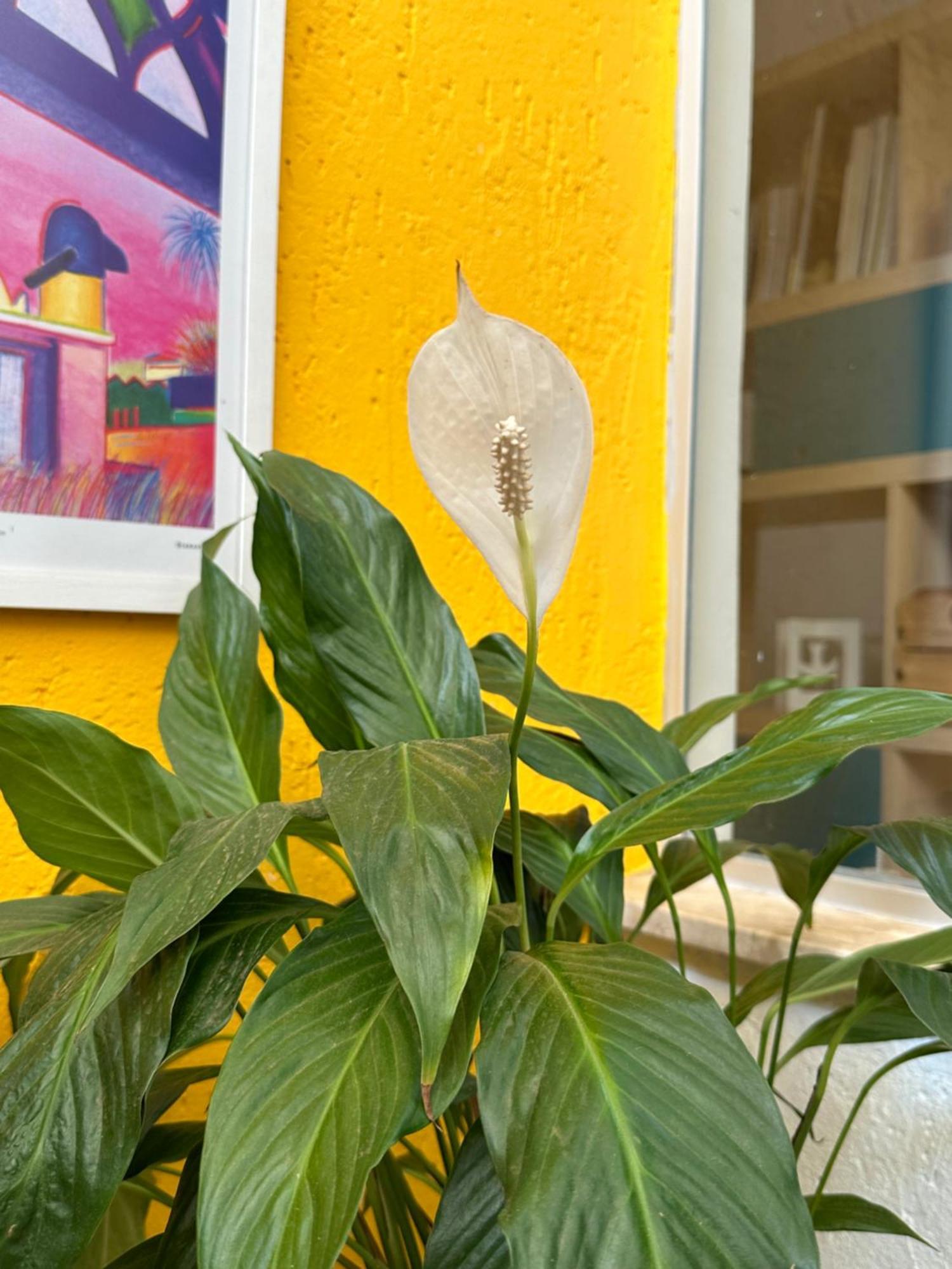Casa Lumen Bed and Breakfast Núcleo Bandeirante Εξωτερικό φωτογραφία